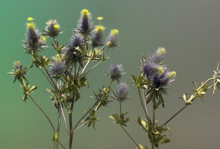 Amex Art ON SCHIRN KUNSTHALLE FRANKFURT