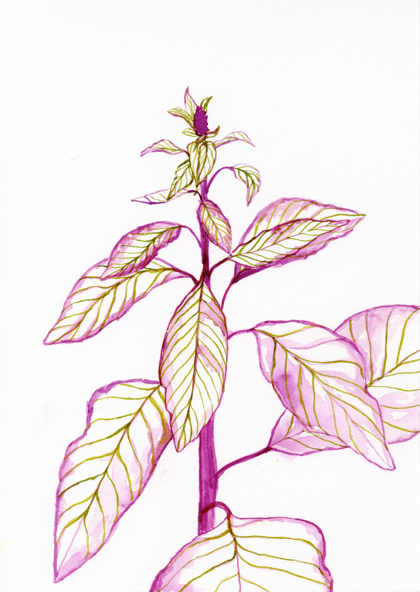 Illustration einer Pflanze mit rosa- und grünlichen Blättern und einem zarten Stängel.