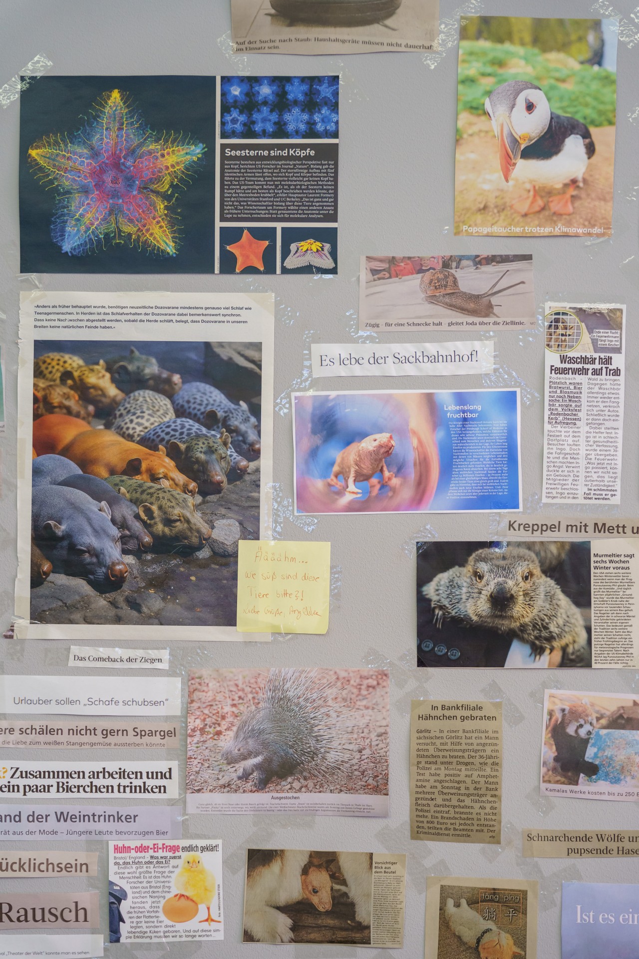 Eine Wand mit verschiedenen Tierpostern und Artikeln, darunter Seesterne, Papageitaucher und andere Tiere.