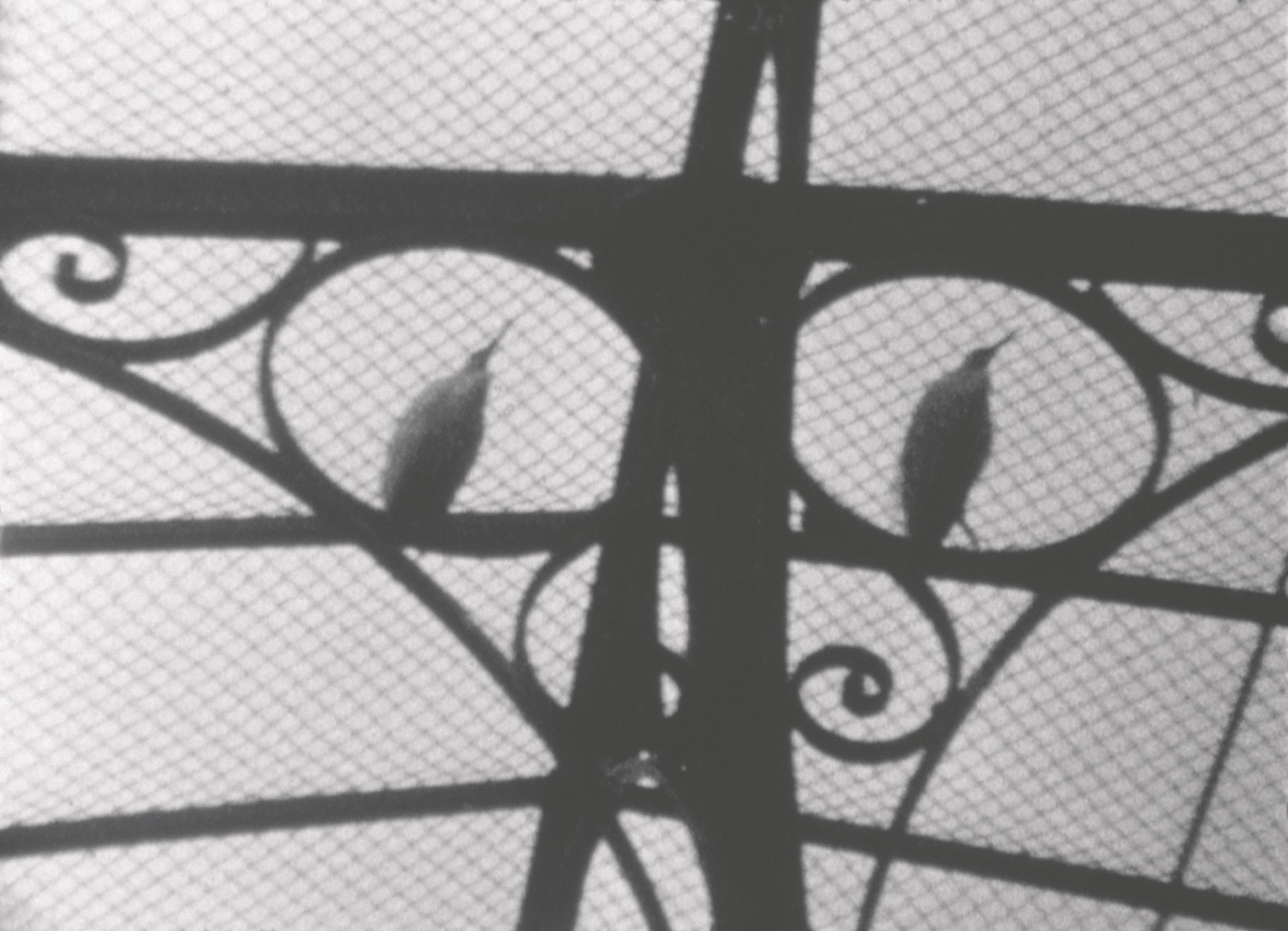 Vogel-Silhouetten hinter einem kunstvollen, geschwungenen Gitter im Schwarz-Weiß-Stil.
