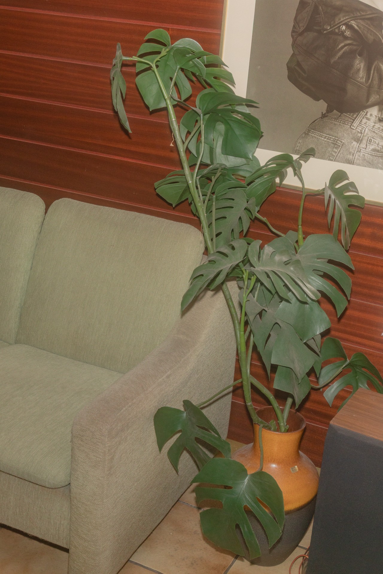 Topfpflanze mit großen, grünen Blättern neben einer hellen Couch in einem modern gestalteten Raum.