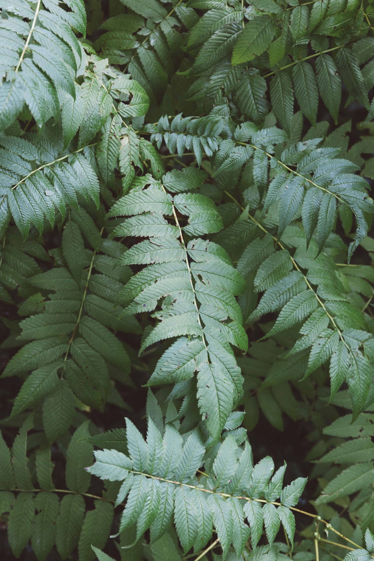 Green foliage with various fern species growing closely together, shining in natural light.