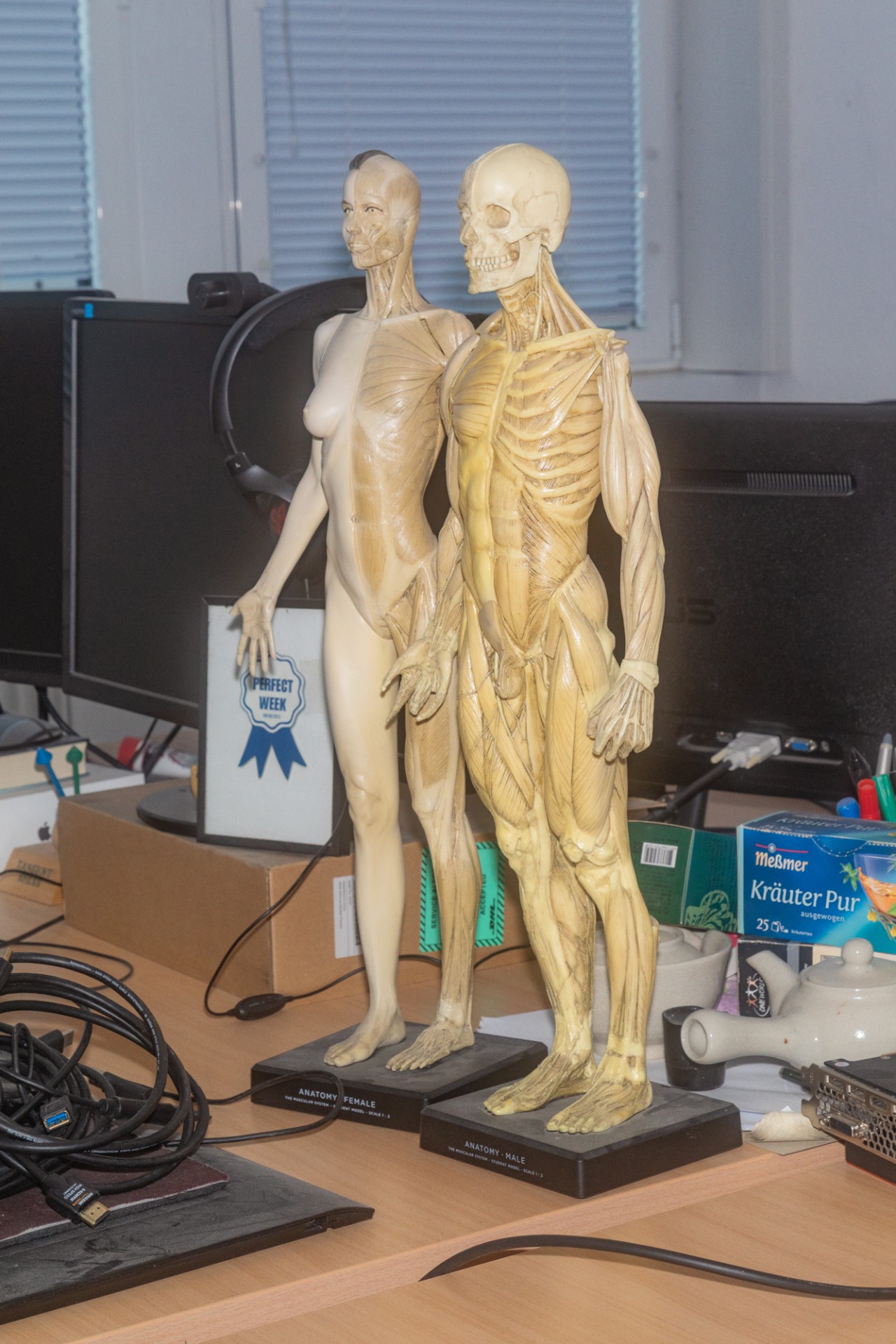 Anatomische Modelle eines männlichen und weiblichen Körpers stehen auf einem Tisch zwischen Computer und Büromaterialien.