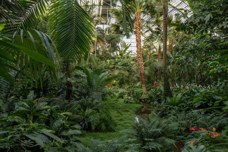 Tropischer Garten mit üppigem Grün, Palmen und Pflanzen, beleuchtet durch eine Glaskonstruktion.