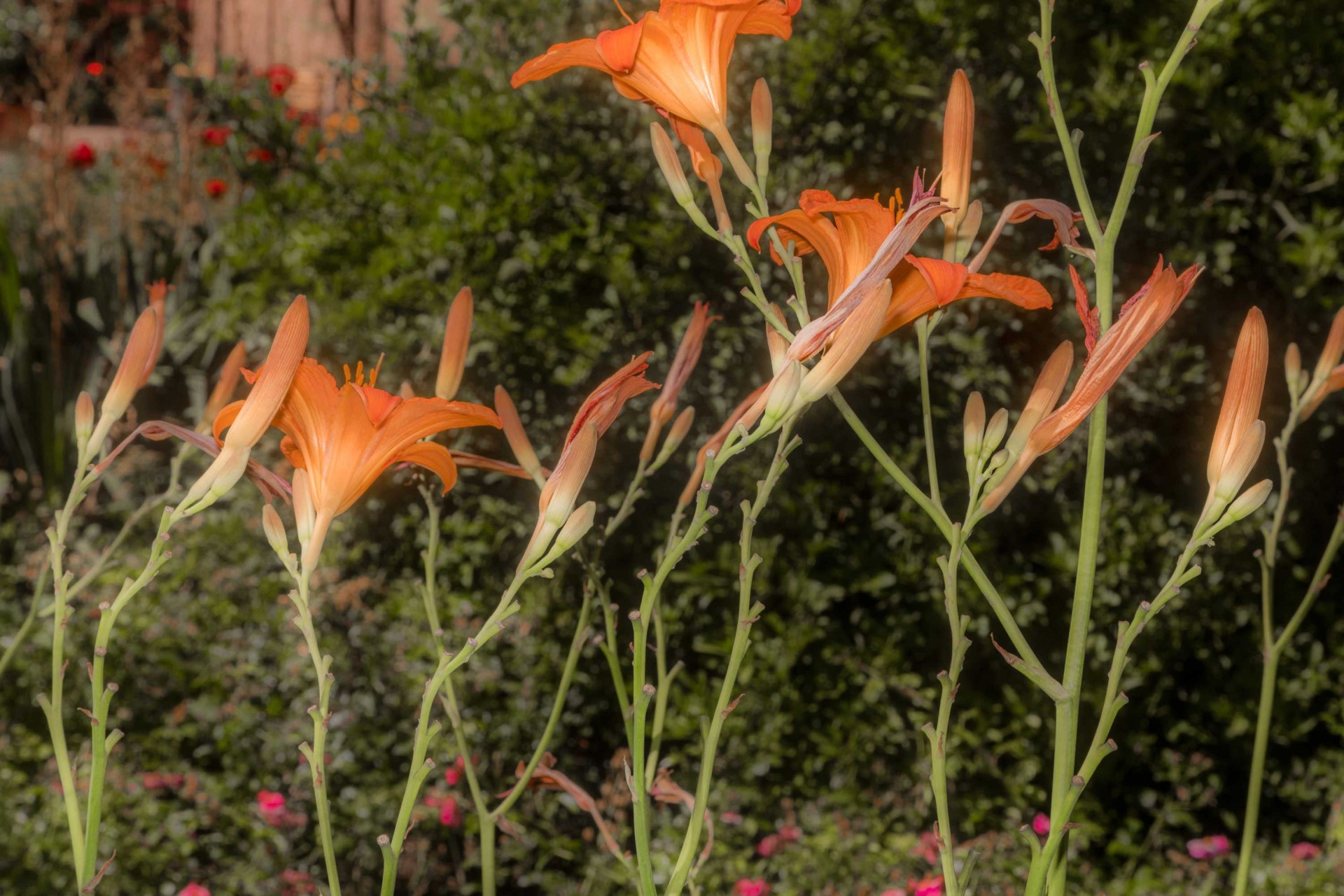 Orangefarbene Blumen in einem grünen Garten mit unscharfem Hintergrund.