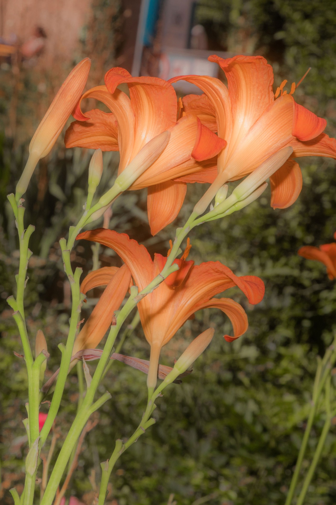 Orangefarbene Lilienblüten im Sonnenlicht, umgeben von grünem Laub im Hintergrund.