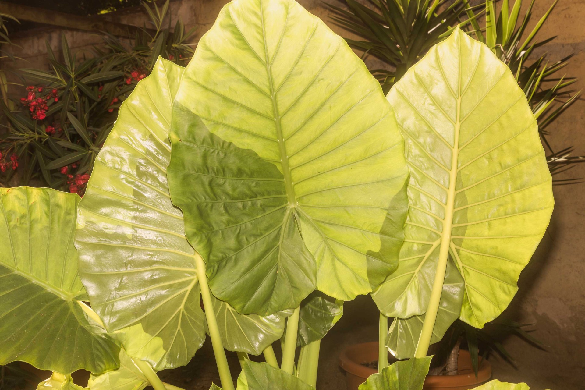 Grüne, große Blätter einer Pflanze mit glänzender Oberfläche, im Hintergrund weitere Pflanzen und eine morsche Wand.