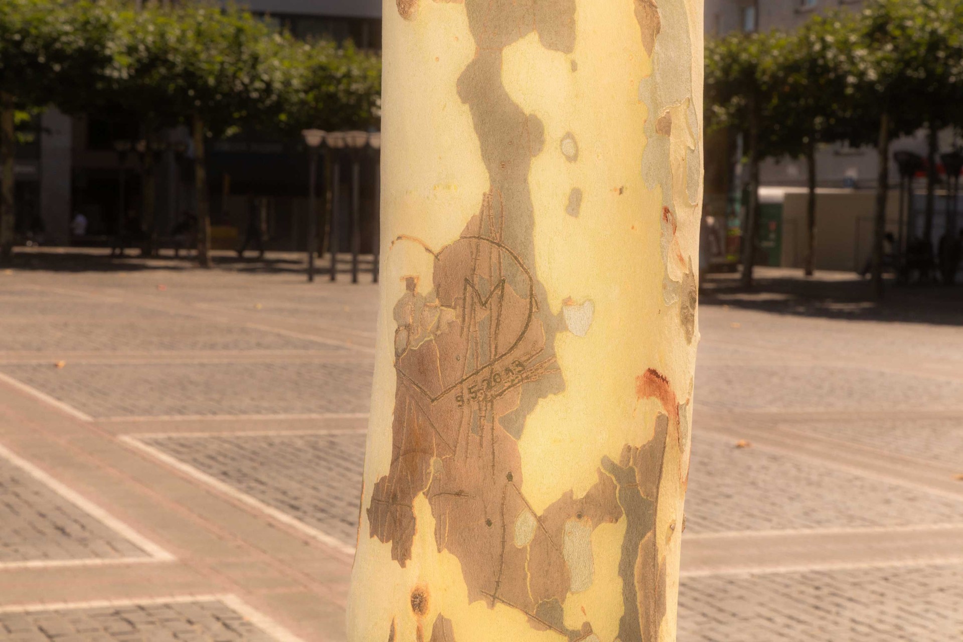 Nahaufnahme eines Baumes mit einer gravierten Initiale und Zahlen, im Hintergrund ist ein Baumplatz zu sehen.