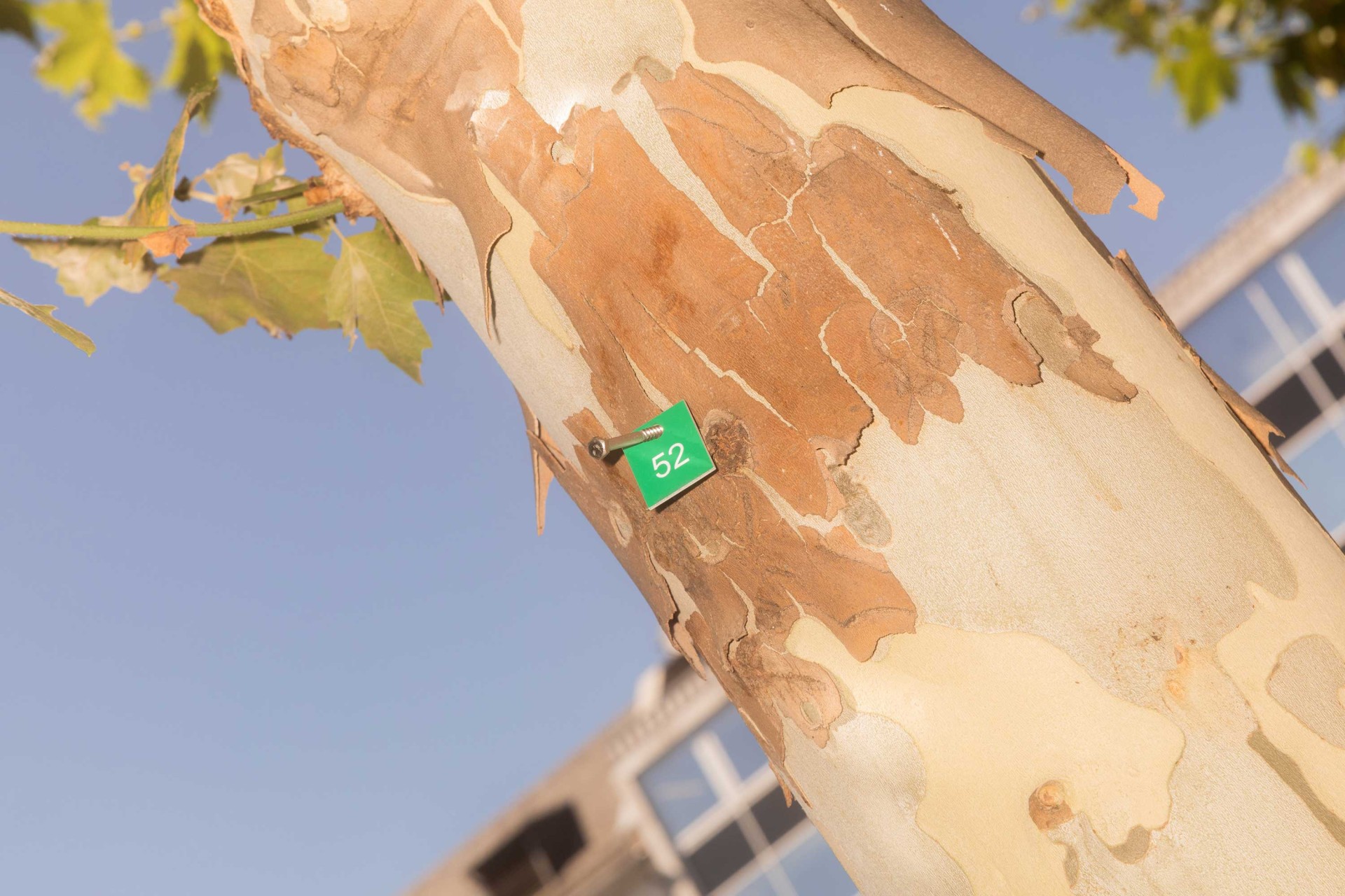 Baumstamm mit abblätternder Rinde und grünem Schild mit Nummer 52. Im Hintergrund sind Fenster eines Gebäudes zu sehen.