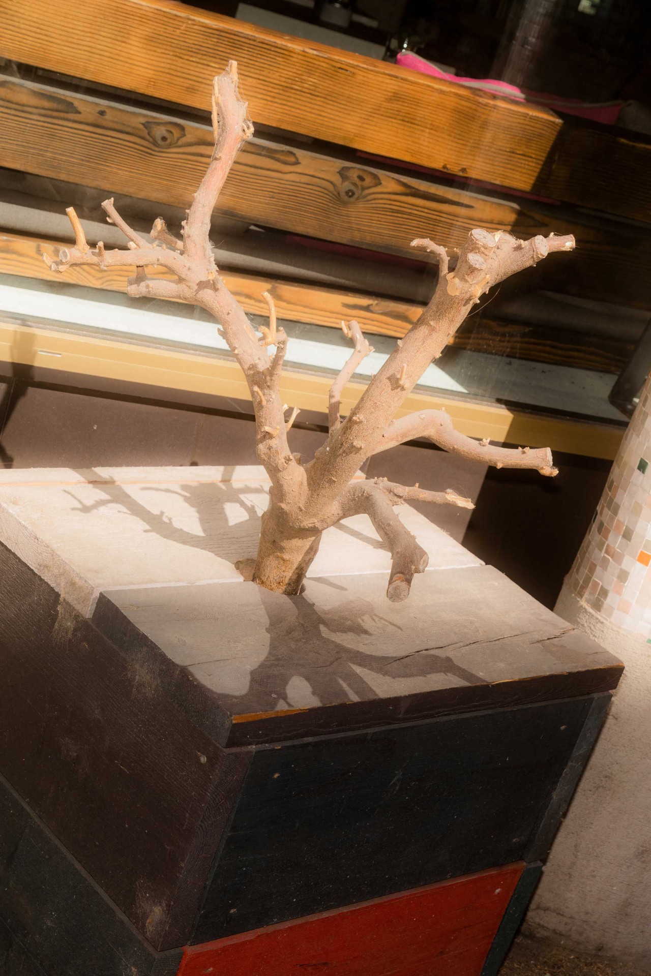 Ein kahler Baumstamm in einem rechteckigen Topf vor einem Fenster.