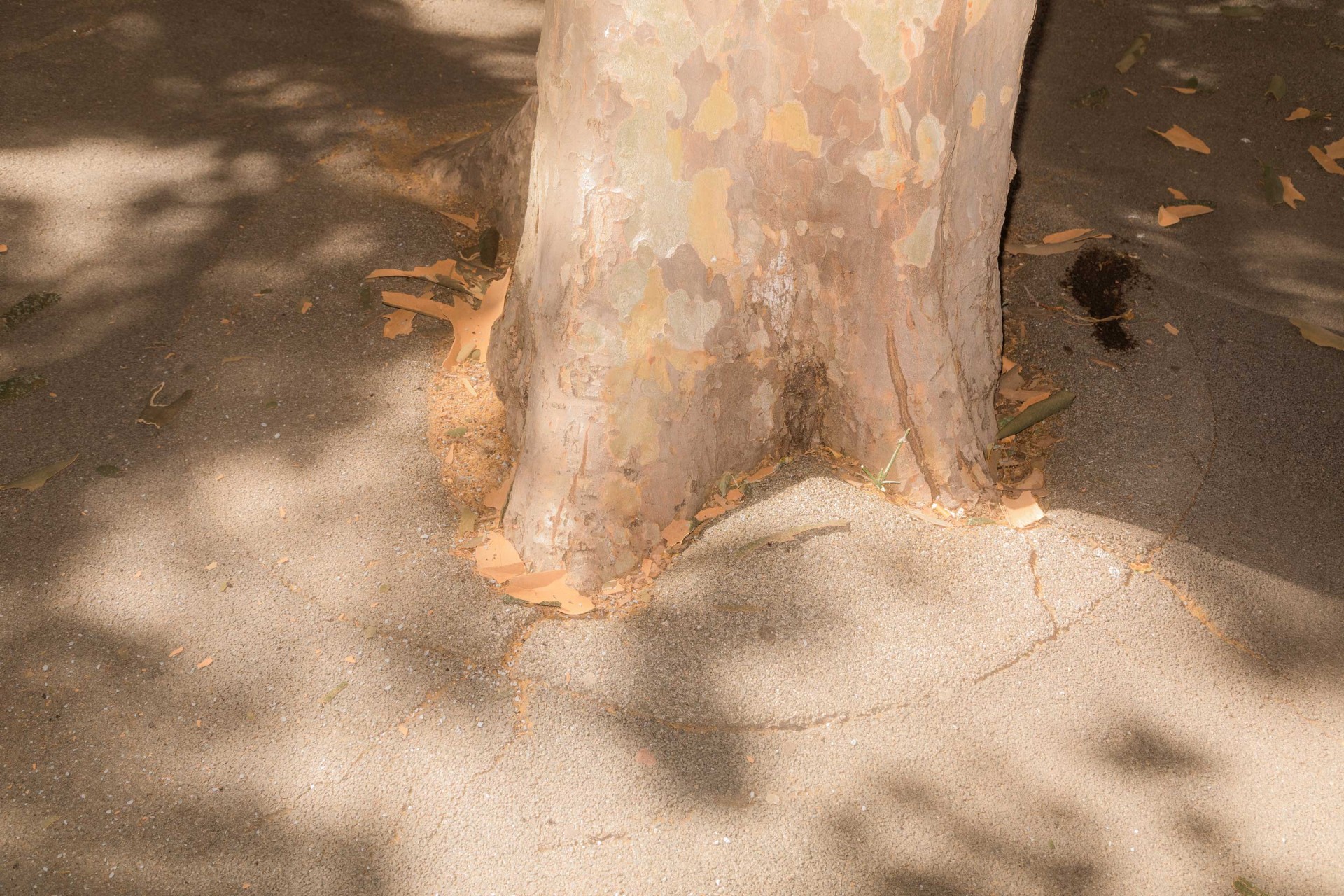 Baumstamm auf Asphalt, umgeben von Blättern und Holzspänen. Licht und Schatten erzeugen eine faszinierende Tiefe.