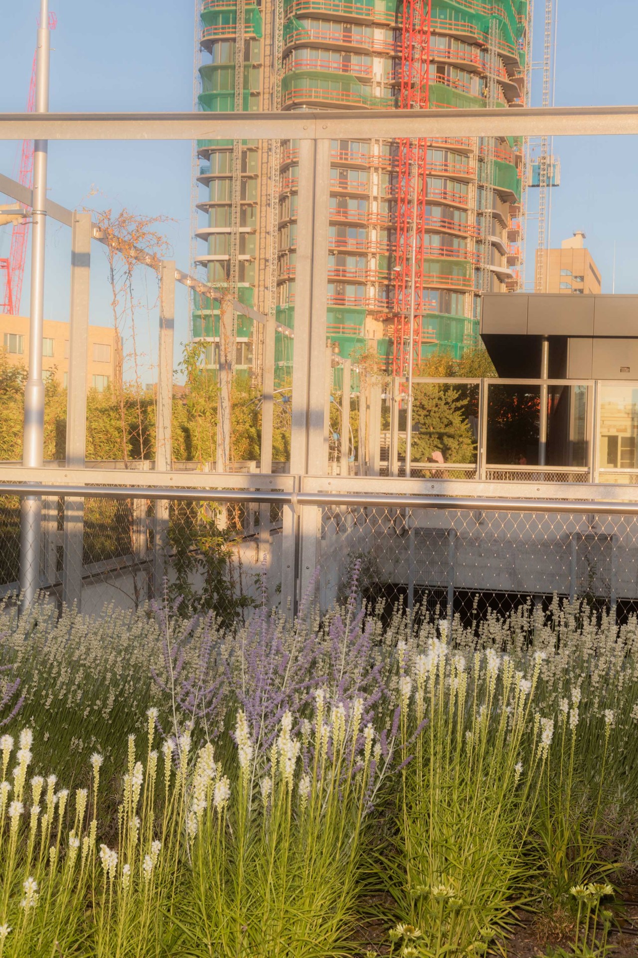 Blühende Pflanzen im Vordergrund, moderne Hochhäuser dahinter, erhellt von einem blauen Himmel.