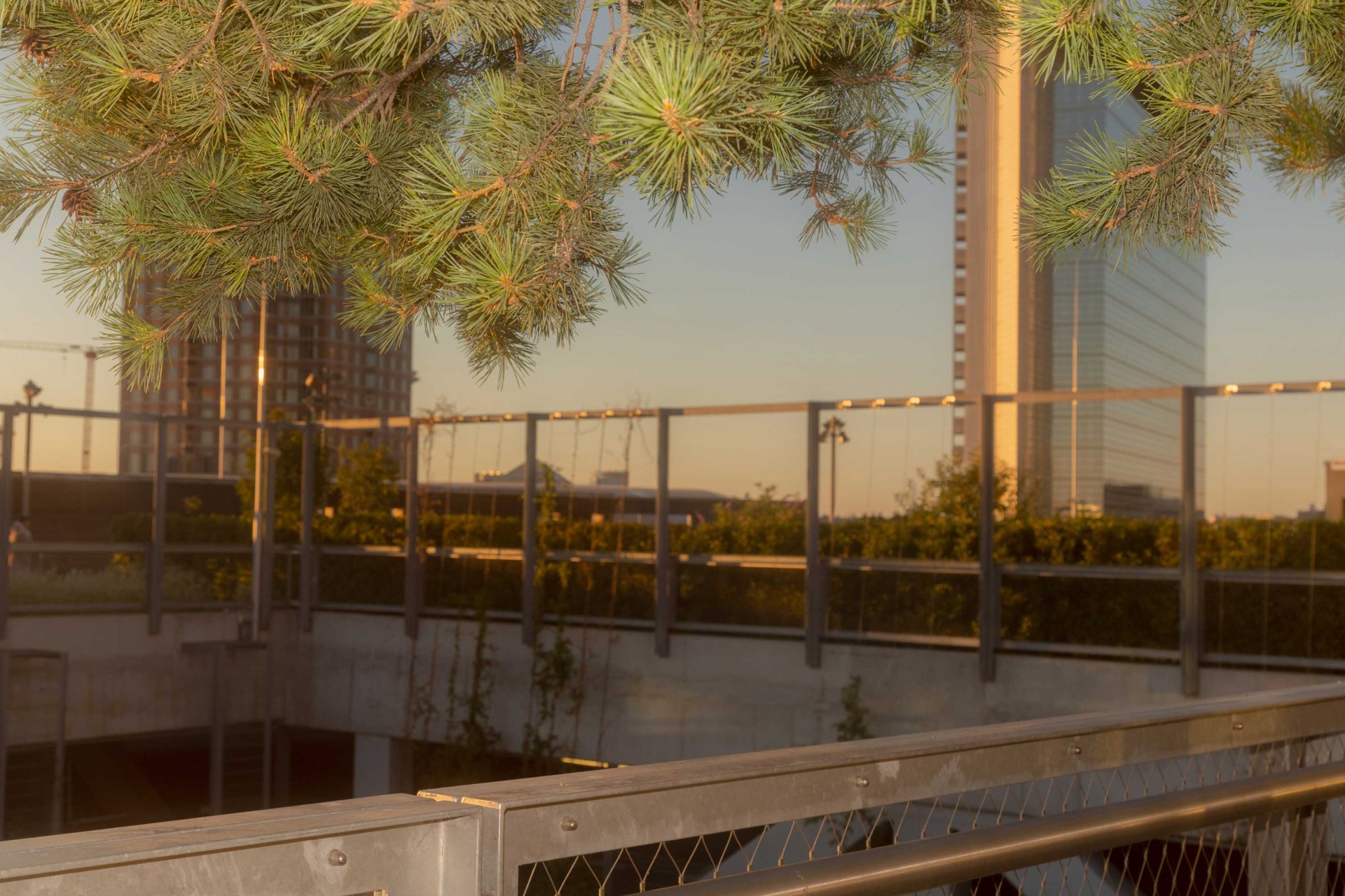 Grüner Baumzweig im Vordergrund, moderne Gebäude und Stadtlandschaft bei Sonnenuntergang im Hintergrund.