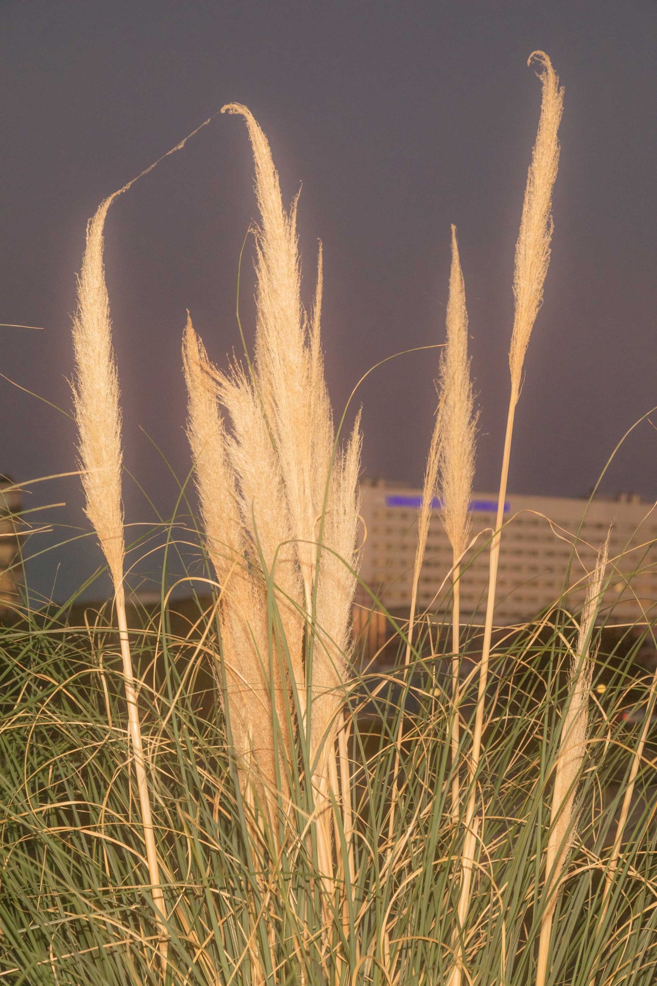Helle Pampasgräser vor dunklem Hintergrund mit unscharfem Bauwerk im Hintergrund.