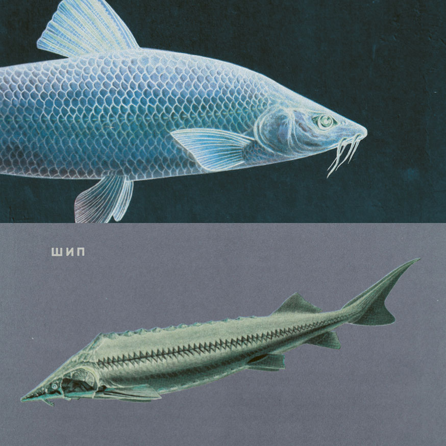 Zwei klassisch illustrierte Fische: oben ein Stör, unten ein weiterer Fisch mit schuppigem Körper.
